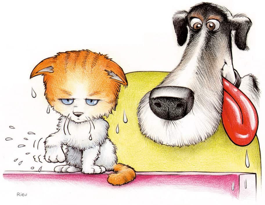 Hunde- und Katzenporträt